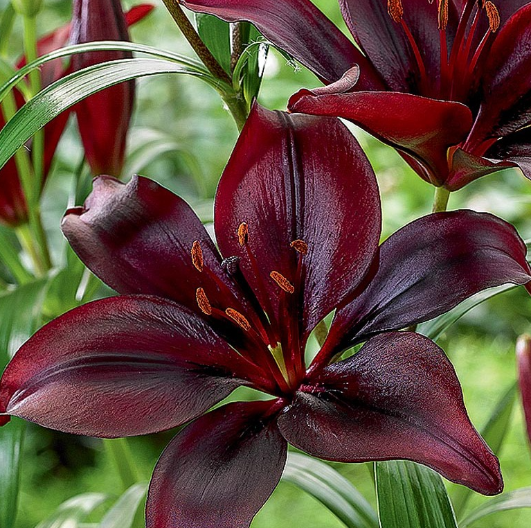 Lilium asiaticum " Mapira " 1 Bulb