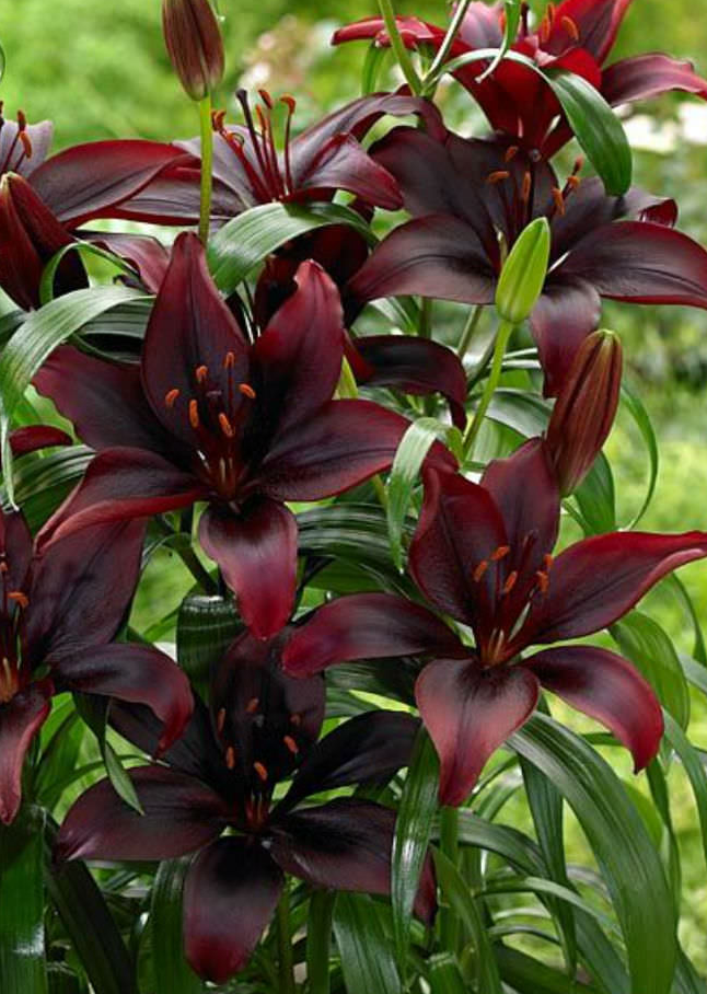 Lilium asiaticum " Mapira " 1 Bulb