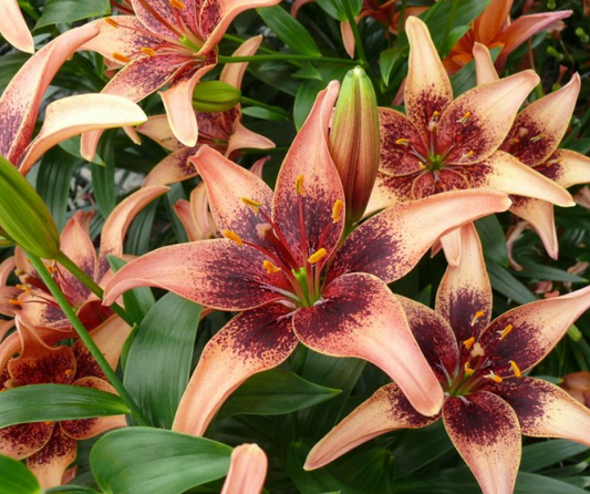 Lilium asiaticum " Whistler " 1 Bulb