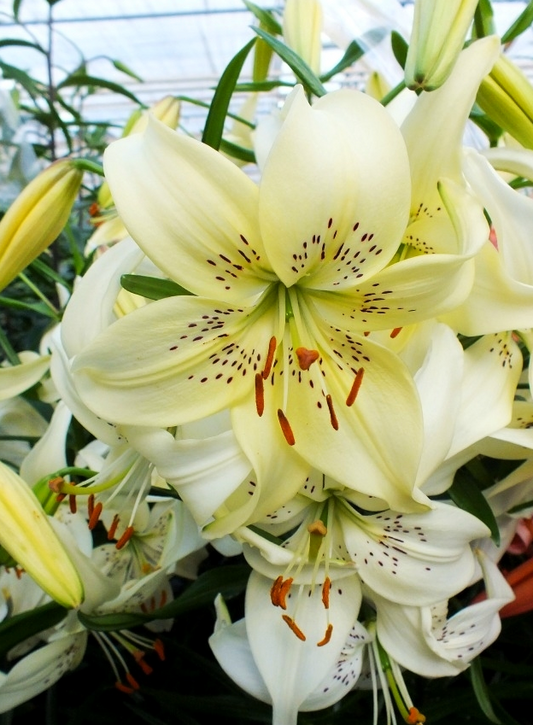 Lilium tigrinum " Sweet Surrender " 1 Bulb