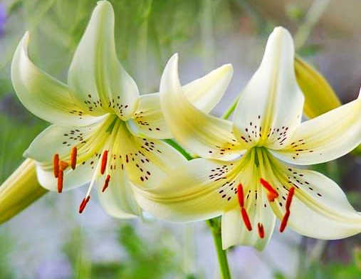 Lilium tigrinum " Sweet Surrender " 1 Bulb