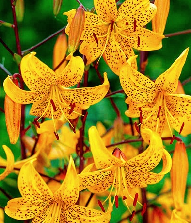 Lilium tigrinum " Leichtlinii " 1 Bulb