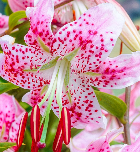 Lilium tigrinum " Var Rubrum Uchida " 1 Bulb