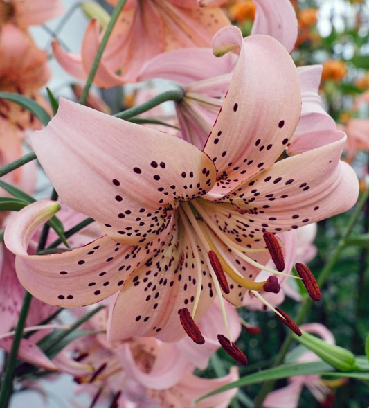 Lilium tigrinum " Pink Giant " 1 Bulb