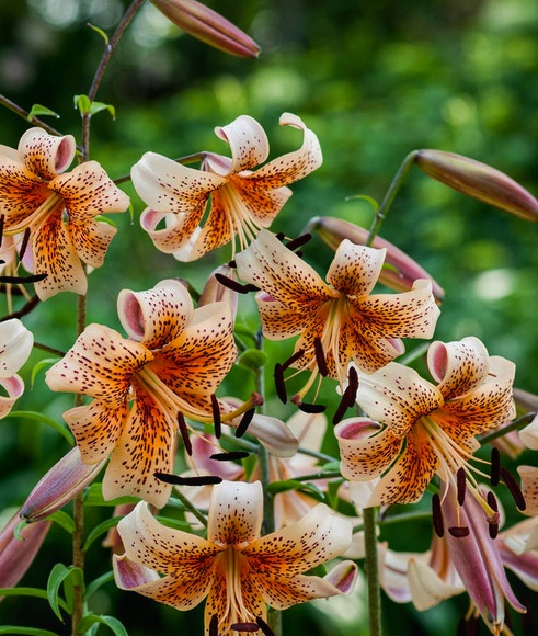 Lilium tigrinum " Tiger Babies " 1 Bulb