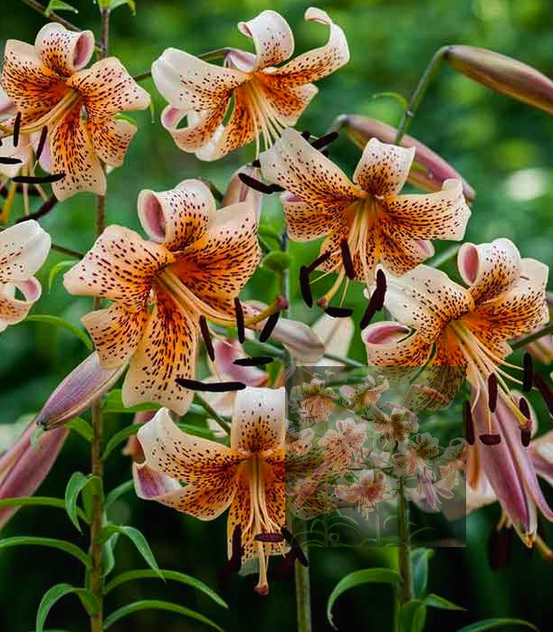 Lilium tigrinum " Tiger Babies " 1 Bulb