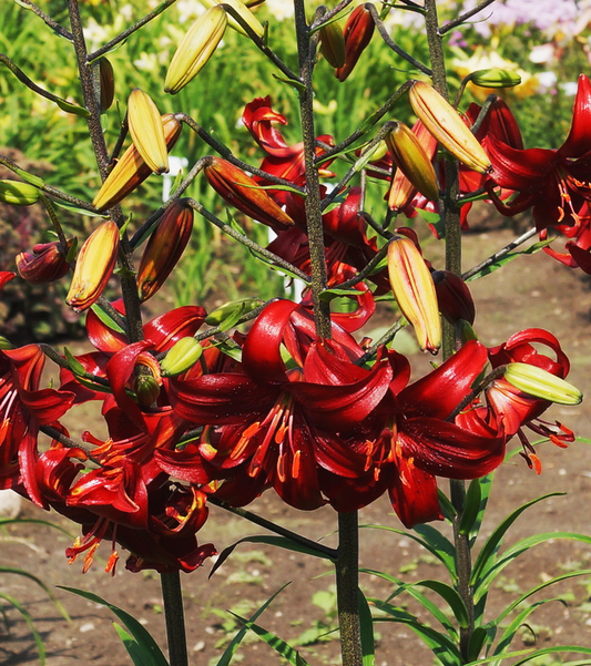 Lilium tigrinum " Red Velvet " 1 Bulb
