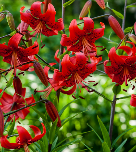 Lilium tigrinum " Red Life " 1 Bulb