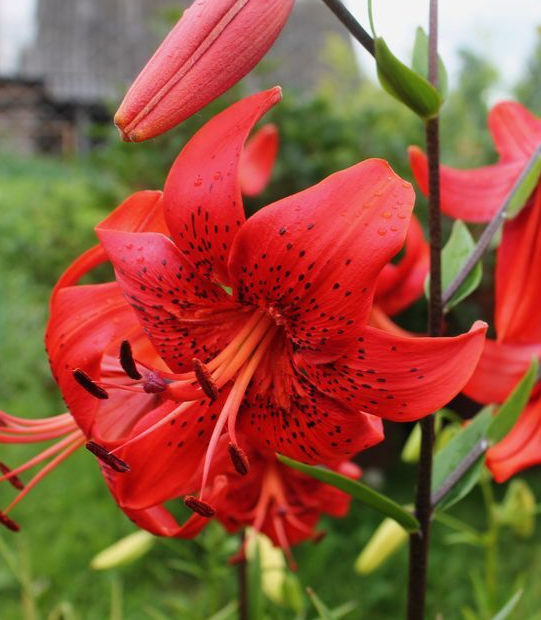Lilium tigrinum " Red Life " 1 Bulb