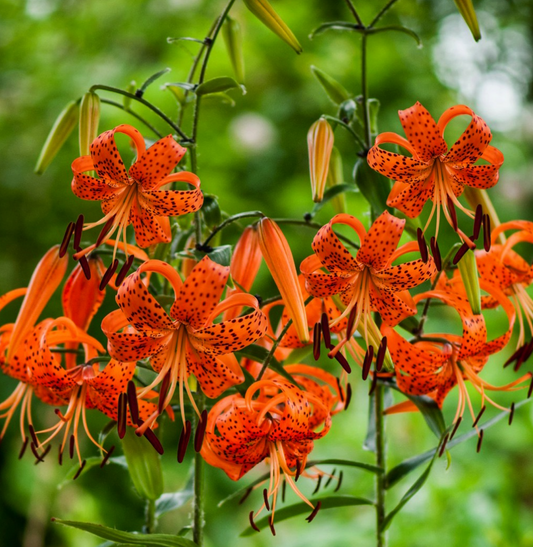 Lilium tigrinum " Lancifolium " 1 Bulb