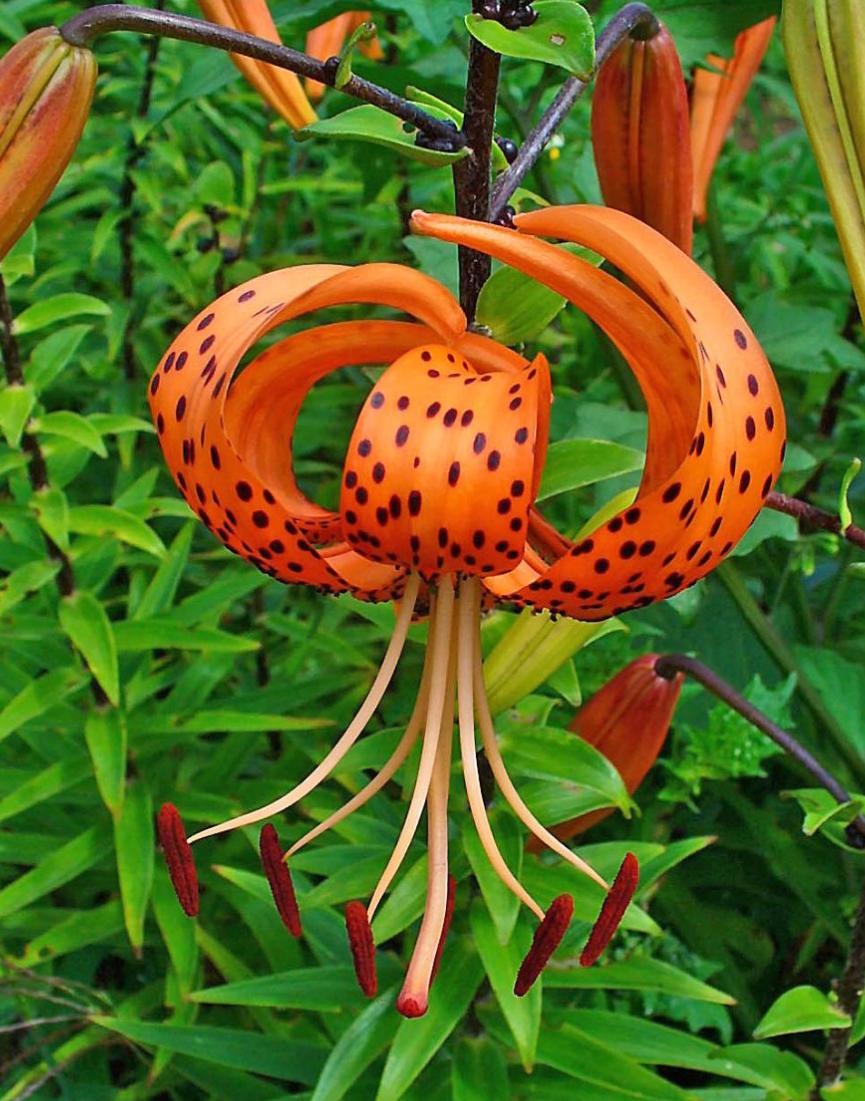 Lilium tigrinum " Lancifolium " 1 Bulb