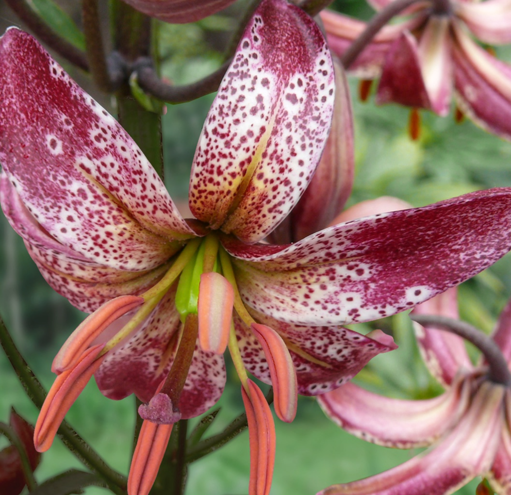 Lilium martagon 'Alberta Morning' 1 Bulb