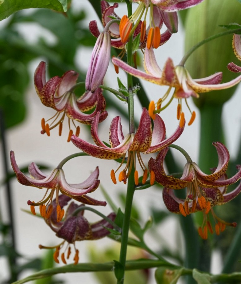 Lilium martagon 'Alberta Morning' 1 Bulb