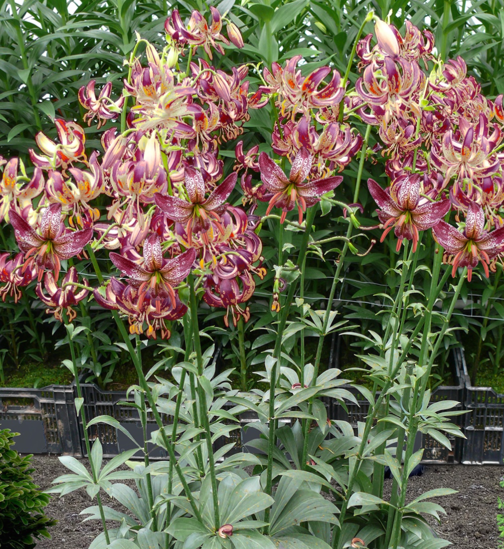 Lilium martagon 'Alberta Morning' 1 Bulb