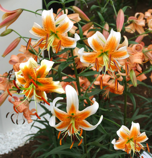 Lilium martagon 'Lady Alice' 1 Bulb