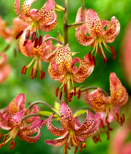 Lilium martagon 'Fairy Morning' 1 Bulb