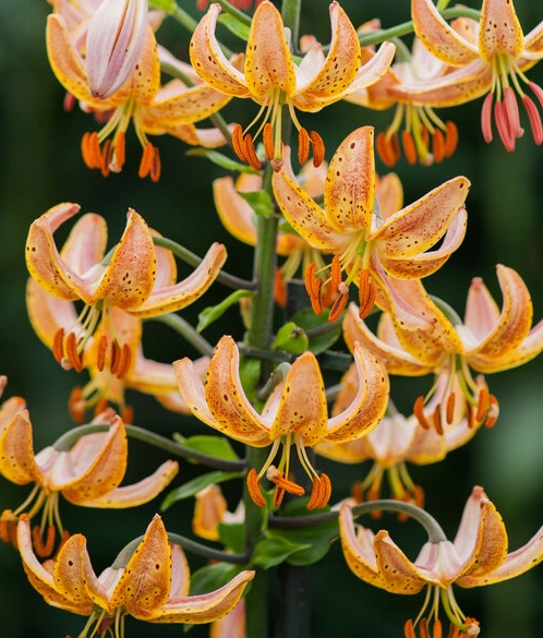 Lilium martagon 'Guinea Gold' 1 Bulb