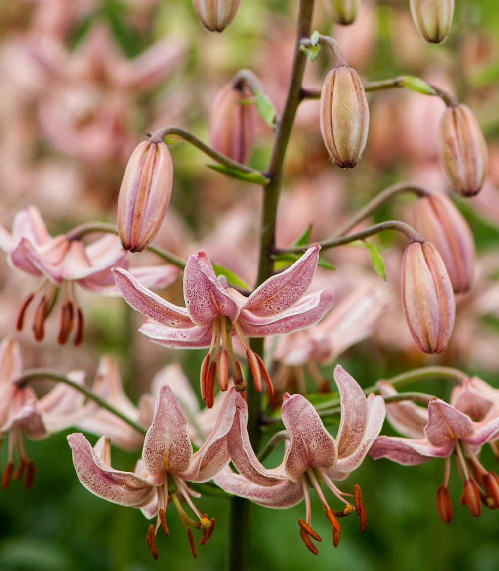 Lilium martagon 'Pink Morning' 1 Bulb