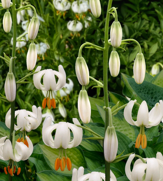 Lilium martagon 'Snowy Morning' 1 Bulb
