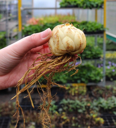 Lilium martagon 'Corsage' 1 Bulb