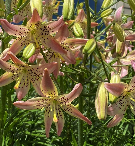 Lilium martagon 'Corsage' 1 Bulb