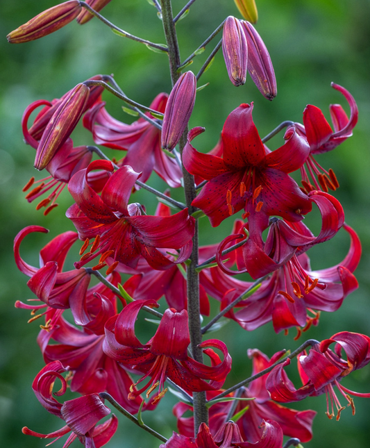 Lilium martagon 'Claude Shride' 1 Bulb