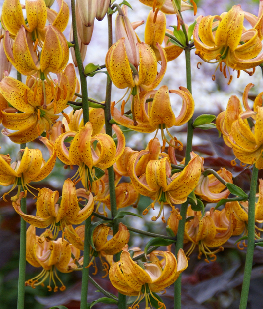 Lilium martagon 'Peppard Gold' 1 Bulb