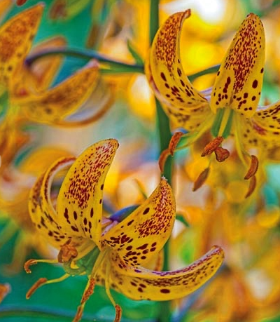 Lilium martagon 'Sunny Morning' 1 Bulb