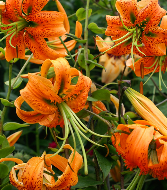 Lilium martagon 'Henryi' 1 Bulb