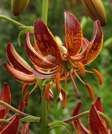 Lilium martagon 'Arabian Knight' 1 Bulb