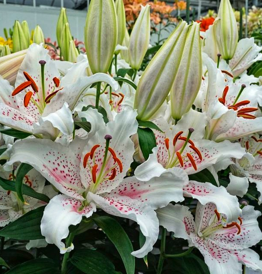 Lilium orientalis 'Muscadet' 1 Bulb