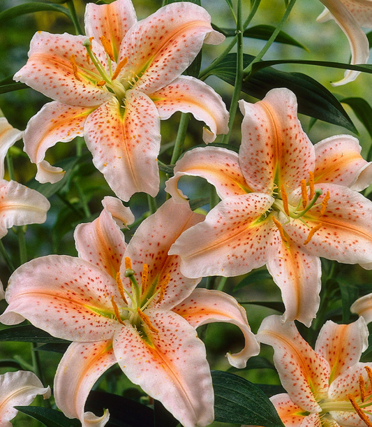 Lilium orientalis 'Salmon Party' 1 Bulb