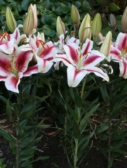 Lilium orientalis 'Hachi' 1 Bulb