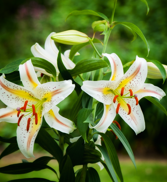 Lilium orientalis 'Garden Party' 1 Bulb