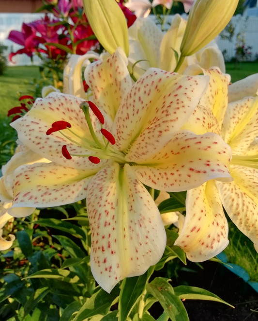 Lilium orientalis 'Tigermoon' 1 Bulb