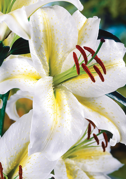 Lilium orientalis 'Baferrari' 1 Bulb