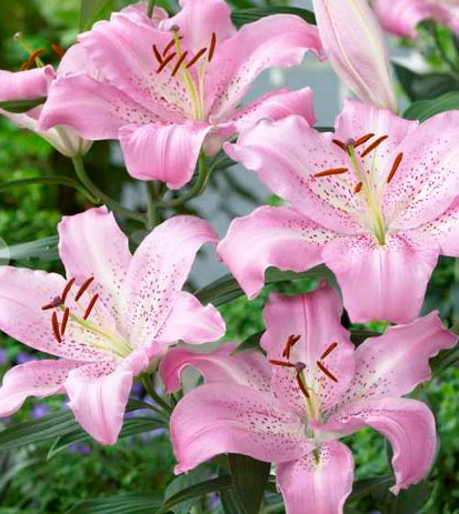 Lilium orientalis 'Josephine' 1 Bulb