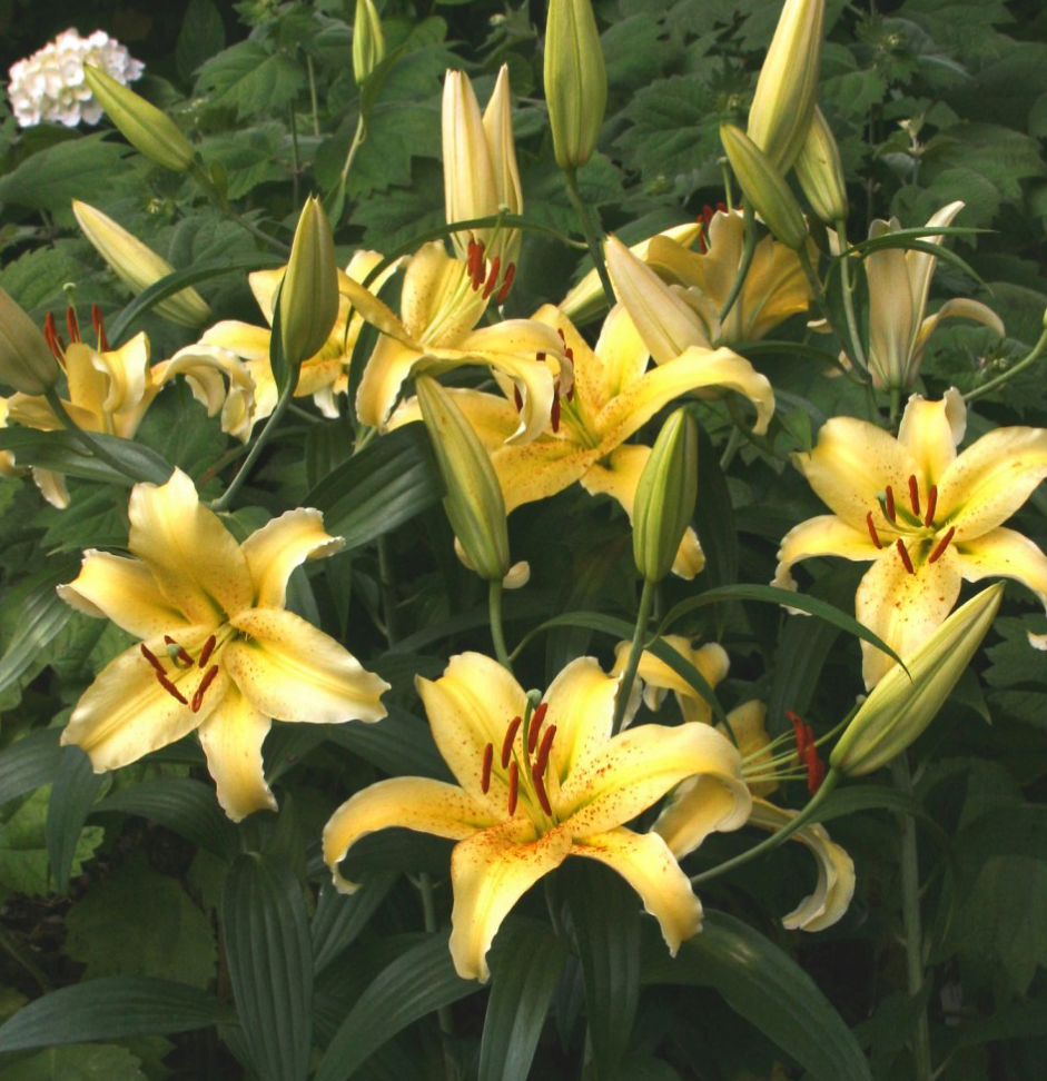 Lilium orientalis 'Gold Fever' 1 Bulb