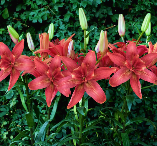 Lilium orientalis 'Hotpants' 1 Bulb