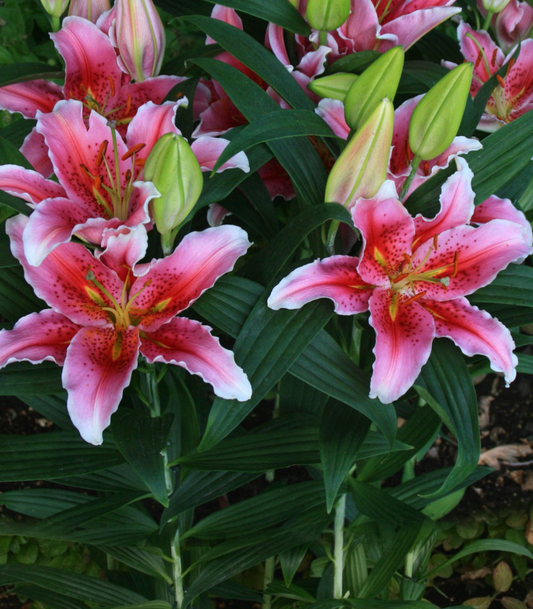 Lilium orientalis 'Aspiration' 1 Bulb