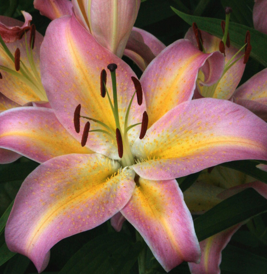 Lilium orientalis 'Focus Pocus' 1 Bulb