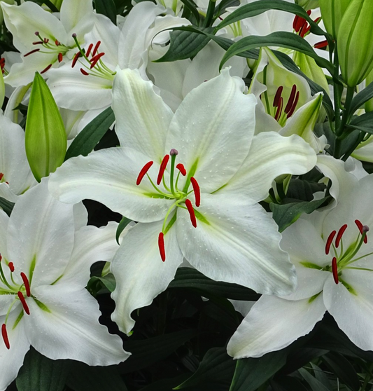 Lilium orientalis 'Puresse' 1 Bulb