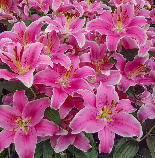 Lilium orientalis 'Sorbonne' 1 Bulb