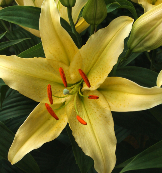 Lilium orientalis 'Gold Party' 1 Bulb