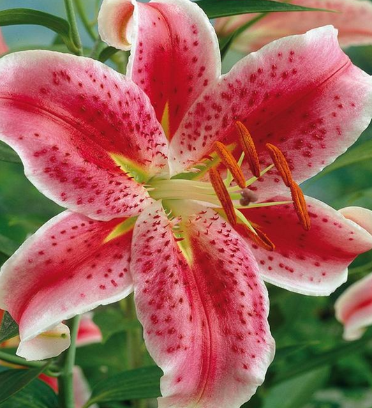 Lilium orientalis 'Stargazer' 1 Bulb