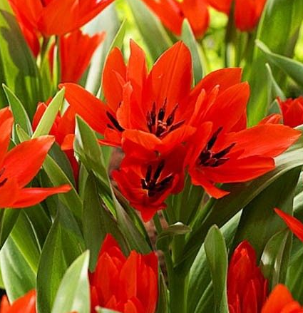 Tulip Van Tubergen'S Variety ( Botanical tulip ) 3 bulbs