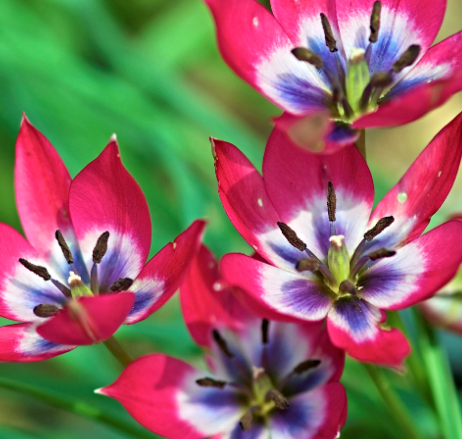 Tulip LITTLE BEAUTY Variety ( Botanical tulip ) 3 bulbs