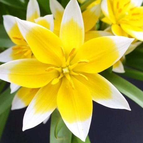Tulip TARDA Variety ( Botanical tulip ) 3 bulbs