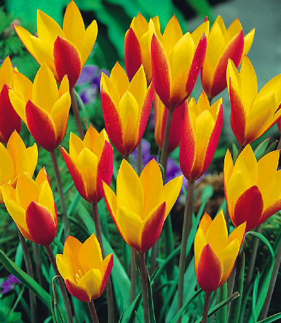 Tulip CYNTHIA Variety ( Botanical tulip ) 3 bulbs