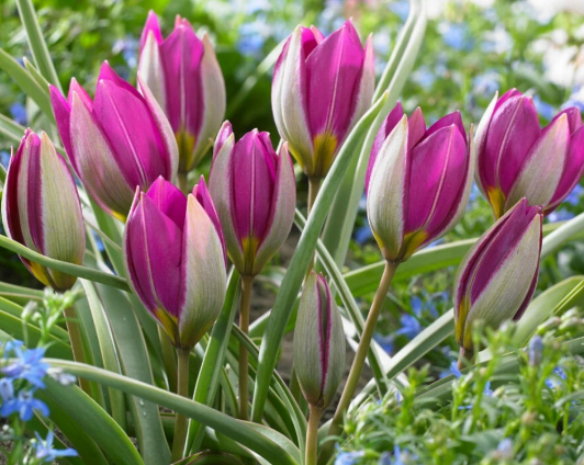 Tulip PERSIAN PEARL Variety ( Botanical tulip ) 3 bulbs